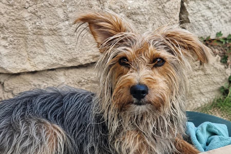 Paulo Yorkshire, male 4yo mixed breed for adoption at TS Fellwechsel e.V., Varel /nur Vereinssitz, kein Tierheim vor Ort