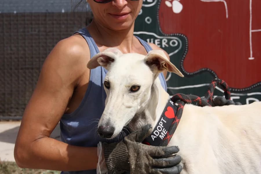 Altea Galga, female young Mixed Breed for adoption at TS Fellwechsel e.V., Varel /nur Vereinssitz, kein Tierheim vor Ort