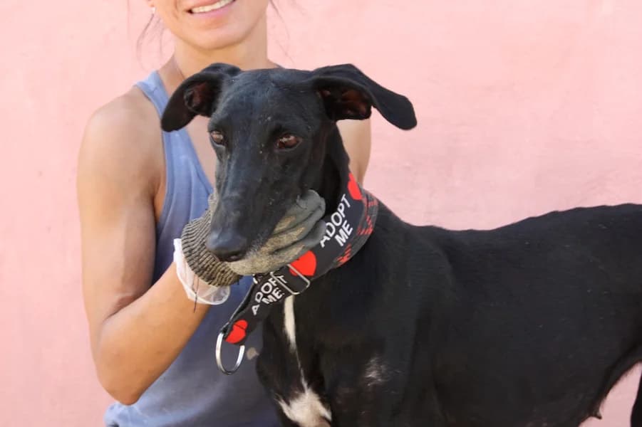 Estela Galga, female 4yo Mixed Breed for adoption at TS Fellwechsel e.V., Varel /nur Vereinssitz, kein Tierheim vor Ort