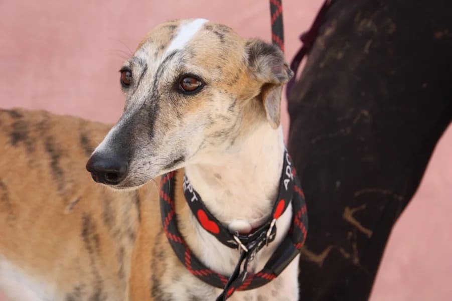 Nova Galga, female 3yo Mixed Breed for adoption at TS Fellwechsel e.V., Varel /nur Vereinssitz, kein Tierheim vor Ort