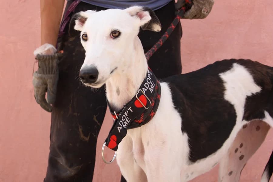Osuna Galga, female young Mixed Breed for adoption at TS Fellwechsel e.V., Varel /nur Vereinssitz, kein Tierheim vor Ort