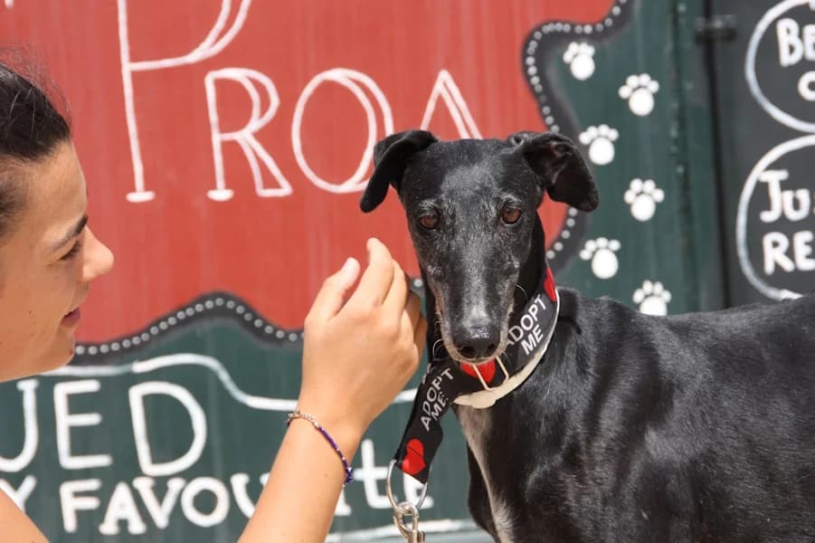 Rania Galga, female 6yo Mixed Breed for adoption at TS Fellwechsel e.V., Varel /nur Vereinssitz, kein Tierheim vor Ort