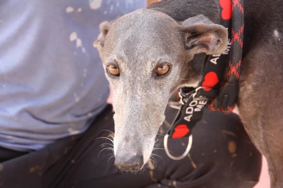 Sevilla Galga, female 6yo Mixed Breed for adoption at TS Fellwechsel e.V., Varel /nur Vereinssitz, kein Tierheim vor Ort