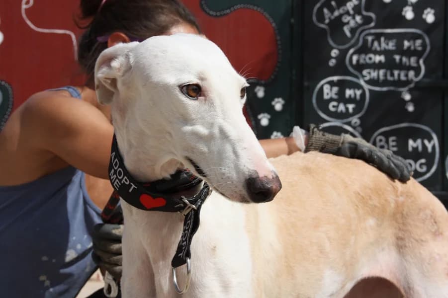 Tala Galga, female 6yo Mixed Breed for adoption at TS Fellwechsel e.V., Varel /nur Vereinssitz, kein Tierheim vor Ort