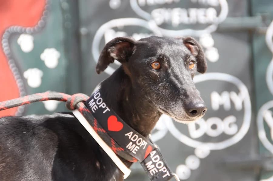 Triana Galga, female 3yo Mixed Breed for adoption at TS Fellwechsel e.V., Varel /nur Vereinssitz, kein Tierheim vor Ort