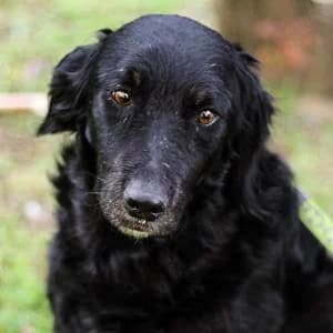 Csöpi hat Paten, schwarz male senior Mixed Breed for adoption at Tierschutzverein TS Nie mehr allein e.V., Mildstedt