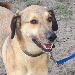 Oszkár, hellbraun male 3yo Mixed Breed for adoption at Tierschutzverein TS Nie mehr allein e.V., Mildstedt