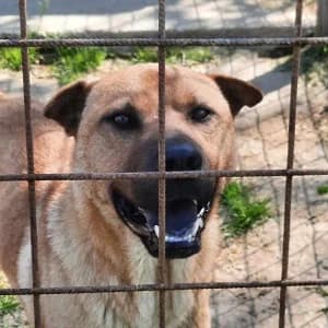 Mackó, rotbraun male 3yo Mixed Breed for adoption at Tierschutzverein TS Nie mehr allein e.V., Mildstedt