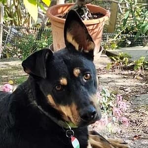Lucy, female 4yo Mixed Breed for adoption at Tierschutzverein TS Nie mehr allein e.V., Mildstedt