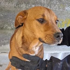 Bia, braun female young Mixed Breed for adoption at Tierschutzverein TS Nie mehr allein e.V., Mildstedt