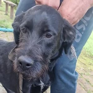 Kormos, schwarz male young Mixed Breed for adoption at Tierschutzverein TS Nie mehr allein e.V., Mildstedt