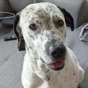 Fee (Vermittlungshilfe), female 5yo Mixed Breed for adoption at Tierschutzverein TS Nie mehr allein e.V., Mildstedt