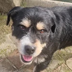 Bogyó, tricolor male 3yo Mixed Breed for adoption at Tierschutzverein TS Nie mehr allein e.V., Mildstedt
