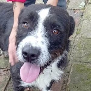 Babóca, male 3yo Mixed Breed for adoption at Tierschutzverein TS Nie mehr allein e.V., Mildstedt