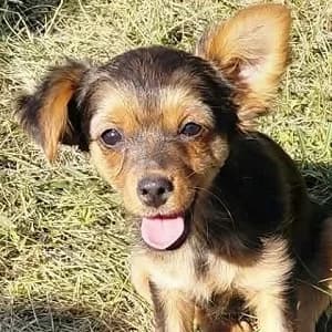 Letti, female puppy Mixed Breed for adoption at Tierschutzverein TS Nie mehr allein e.V., Mildstedt