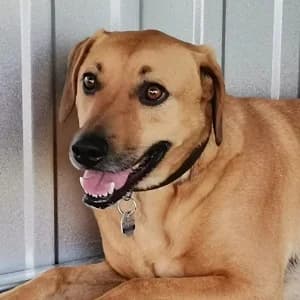 Balu, male senior Mixed Breed for adoption at Tierschutzverein TS Nie mehr allein e.V., Mildstedt
