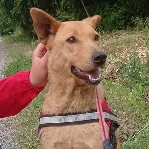 Holly, hellbraun female senior Mixed Breed for adoption at Tierschutzverein TS Nie mehr allein e.V., Mildstedt