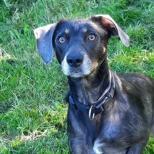 Kirá / Nala, tricolor female 7yo Mixed Breed for adoption at Tierschutzverein TS Nie mehr allein e.V., Mildstedt