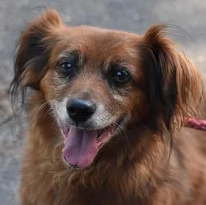 Ricki (Pici), braun male senior Mixed Breed for adoption at Tierschutzverein TS Nie mehr allein e.V., Mildstedt