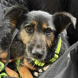 Cuki, female senior Mixed Breed for adoption at Tierschutzverein TS Nie mehr allein e.V., Mildstedt