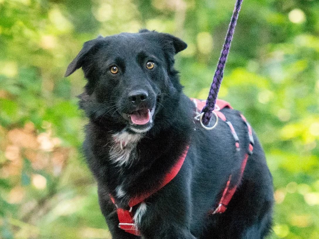 Albertina, female young Mixed Breed for adoption at Tierschutzverein Backnang