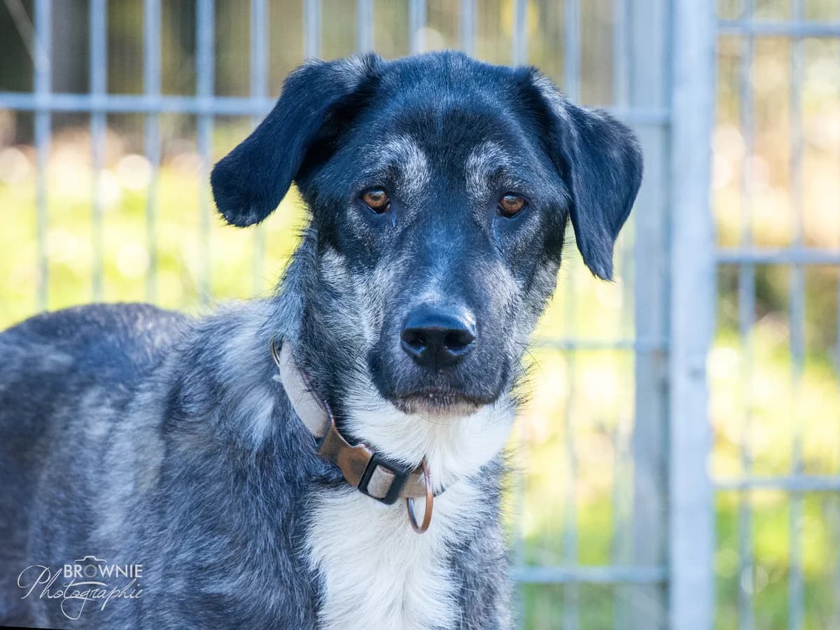 Jessi, female 5yo Husky for adoption at Tierschutzverein Backnang