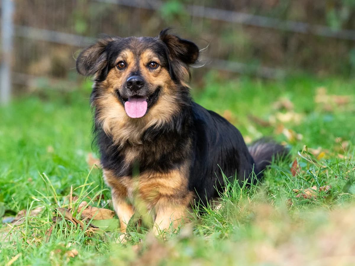 Bobby, male senior Mixed Breed Cat for adoption at Tierschutzverein Backnang