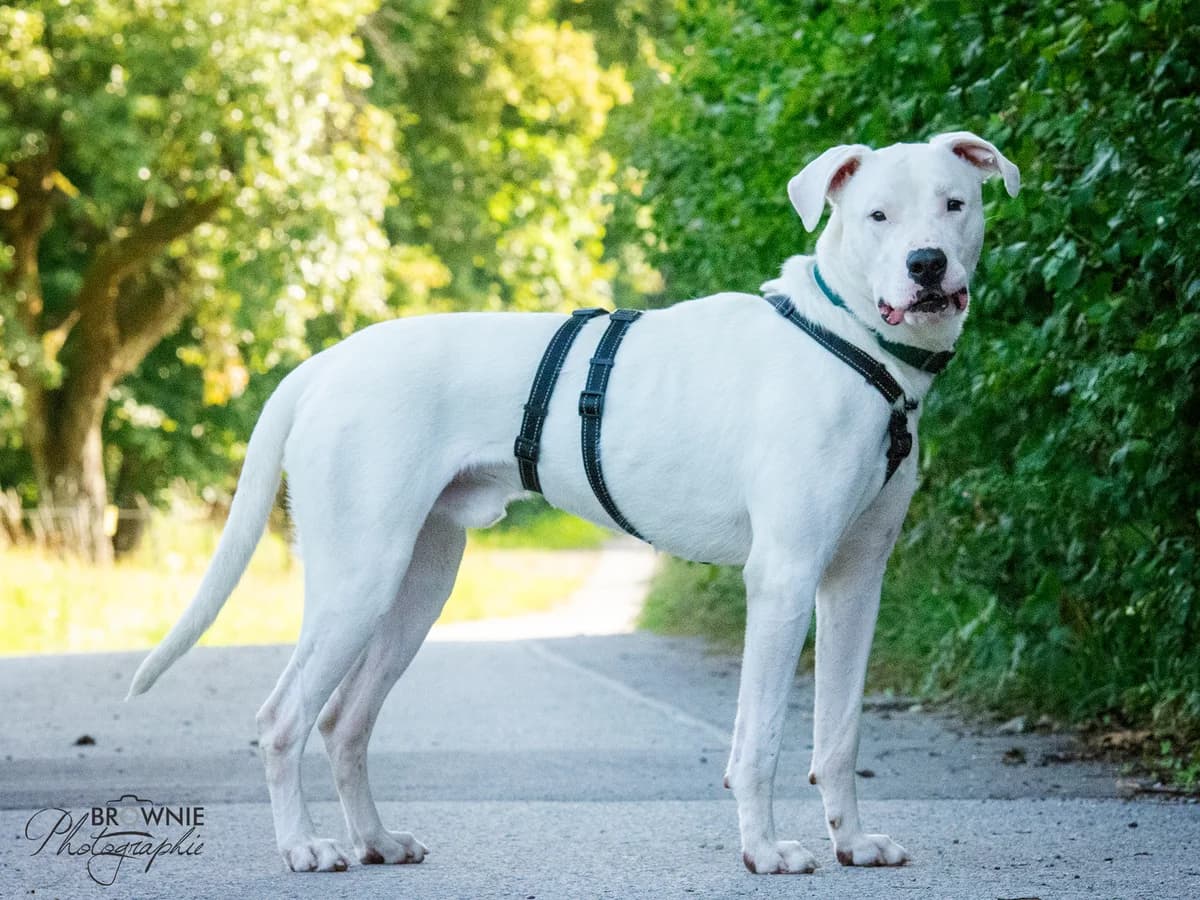 Bones, male 3yo Presa Canario for adoption at Tierschutzverein Backnang
