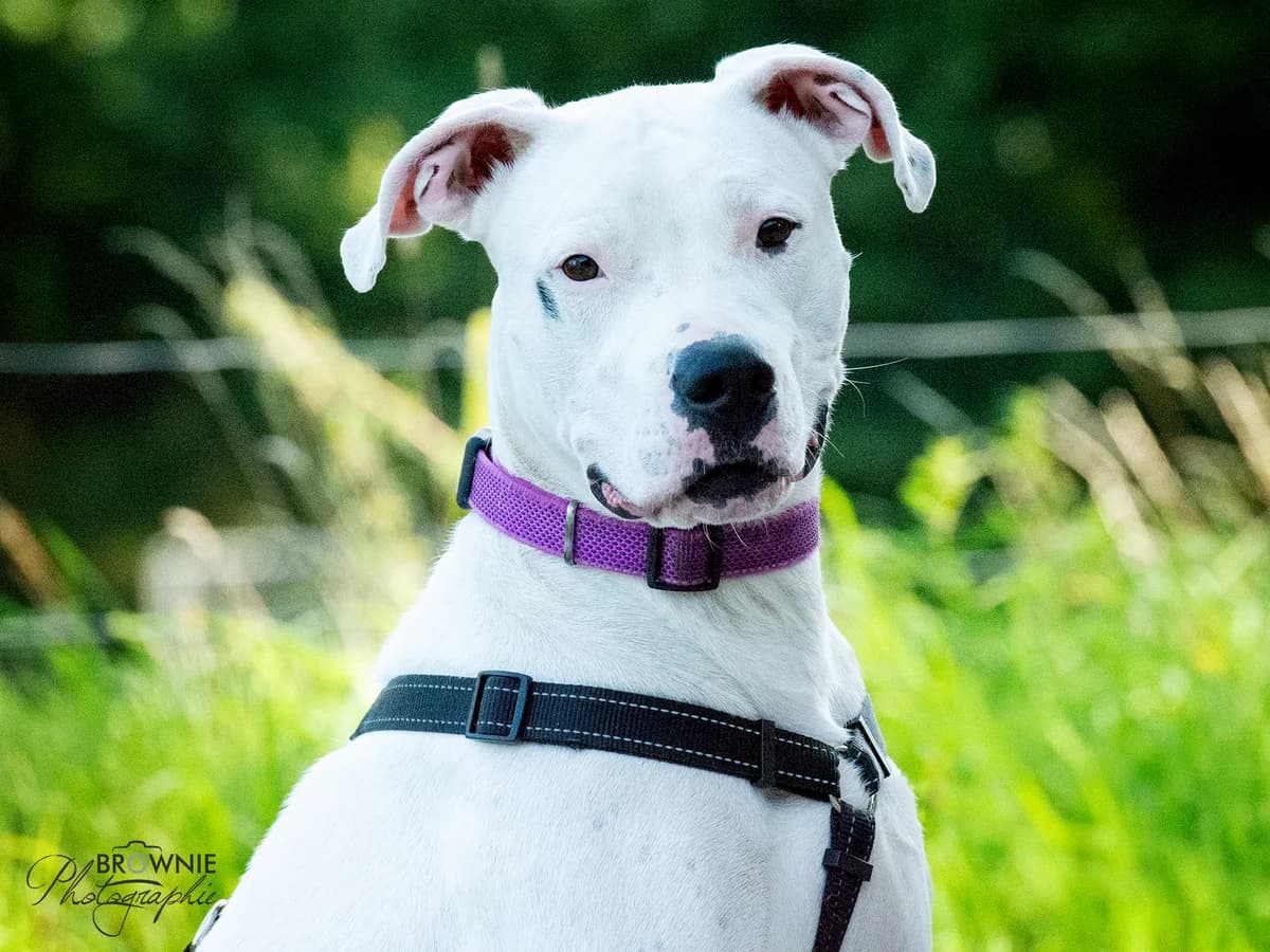 Bonny, female 3yo Presa Canario for adoption at Tierschutzverein Backnang