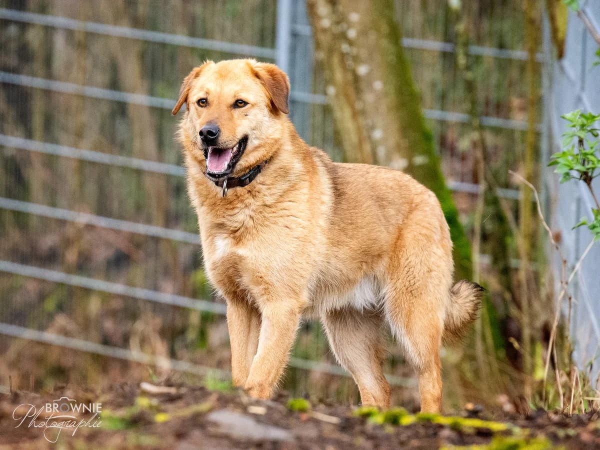 Marty, male young Mixed Breed for adoption at Tierschutzverein Backnang