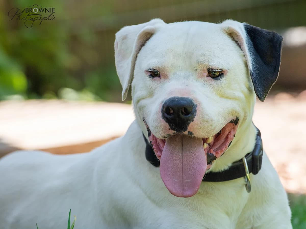 Hades, male Dogo Argentino for adoption at Tierschutzverein Backnang