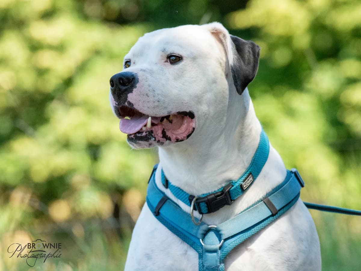 Hades, male Dogo Argentino for adoption at Tierschutzverein Backnang