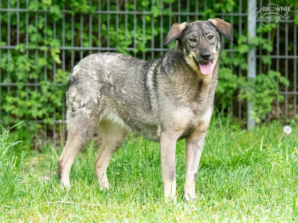 Etienne, female young Mixed Breed for adoption at Tierschutzverein Backnang