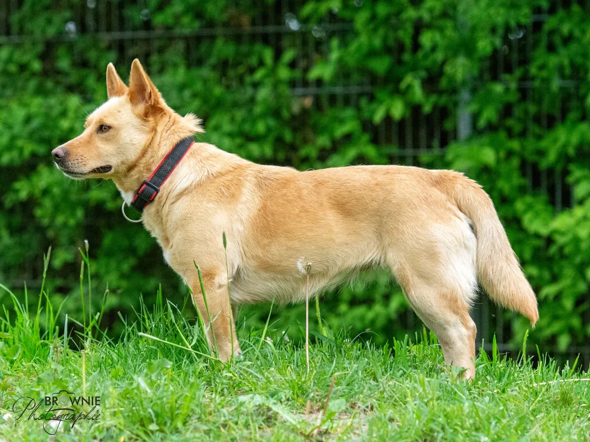 Tanieka - Reserviert, female 5yo Mixed Breed for adoption at Tierschutzverein Backnang