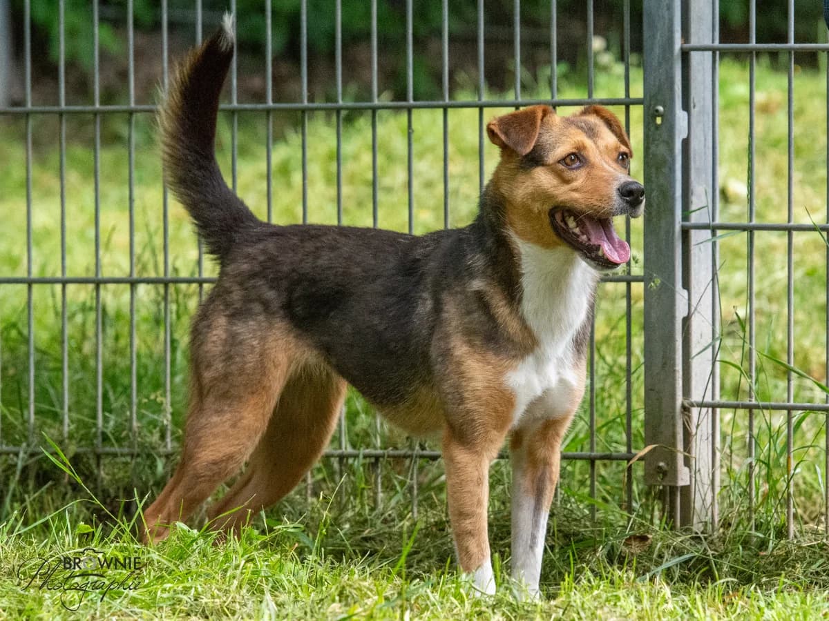 Nayeli, female 3yo Mixed Breed for adoption at Tierschutzverein Backnang