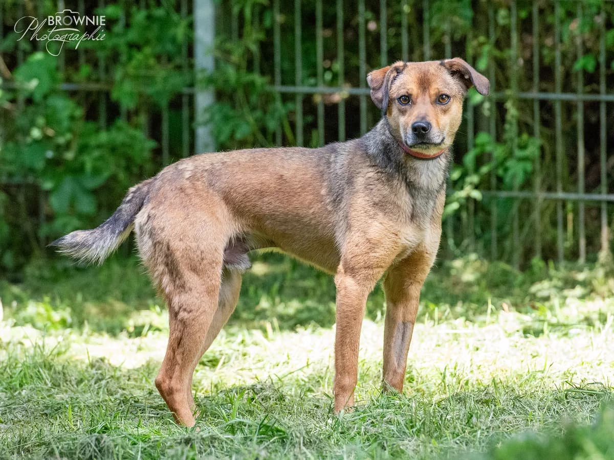 Dave, male young Mixed Breed for adoption at Tierschutzverein Backnang