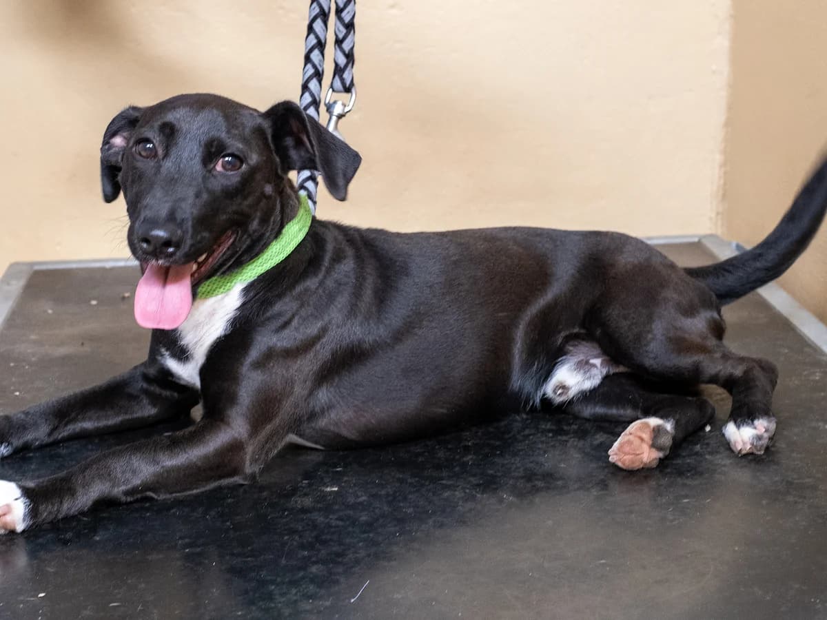 Jojo, male Mixed Breed for adoption at Tierschutzverein Backnang