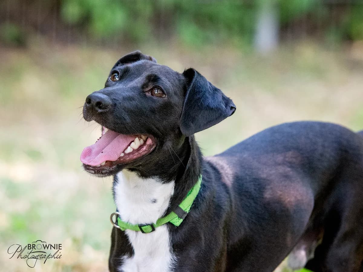 Jojo, male Mixed Breed for adoption at Tierschutzverein Backnang