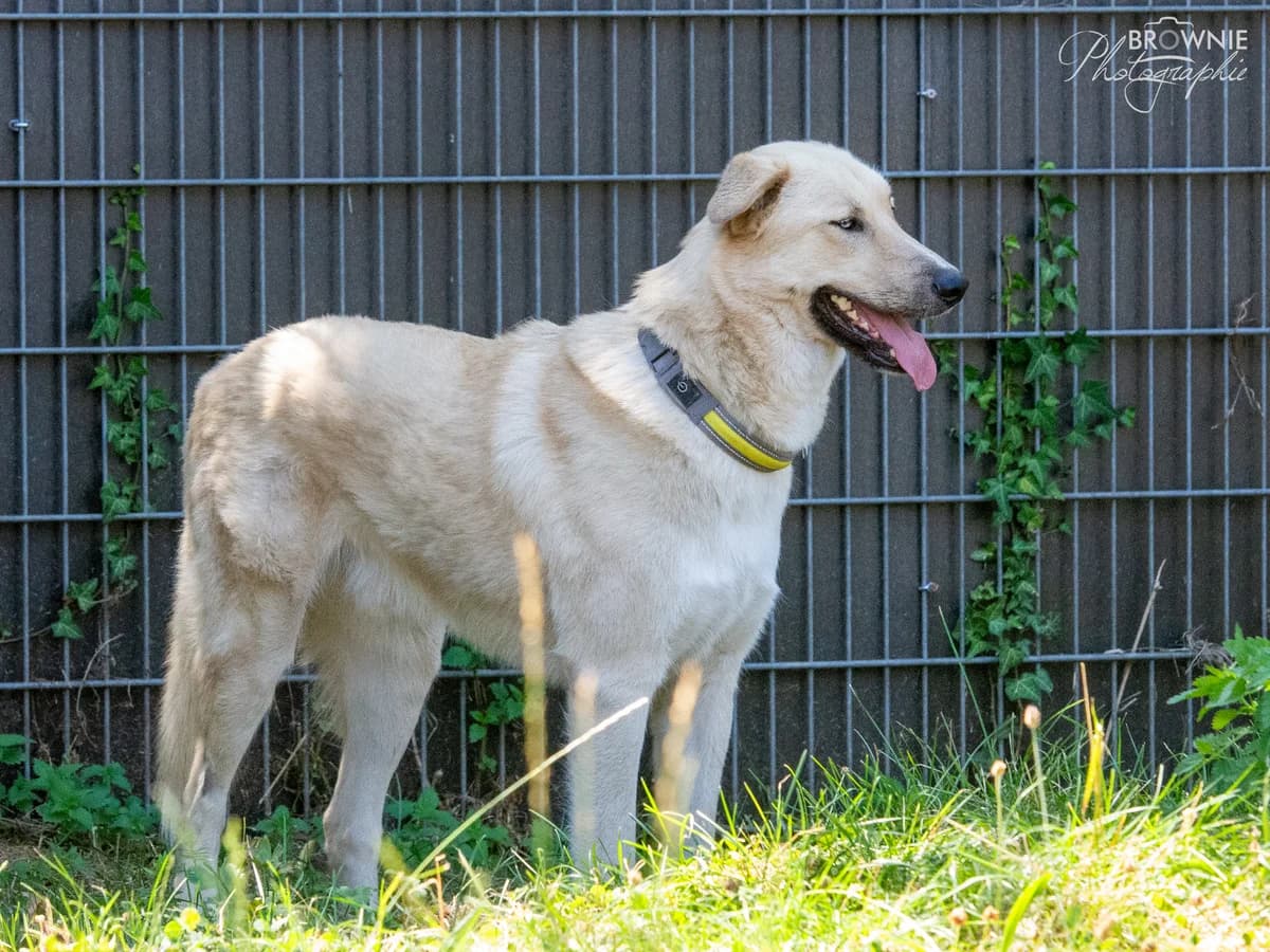 Blue - Reserviert, male 3yo Kangal for adoption at Tierschutzverein Backnang