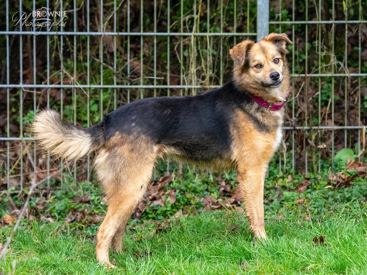 Jamila, female 4yo Mixed Breed for adoption at Tierschutzverein Backnang