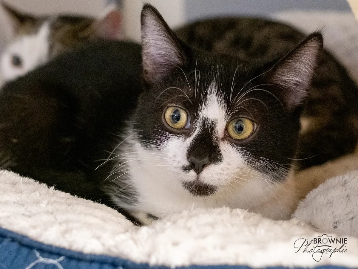Pitina, female young mixed breed for adoption at Tierschutzverein Backnang