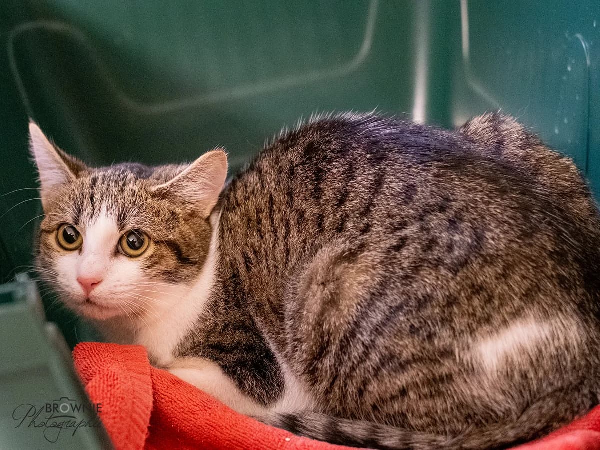 Pina, female young mixed breed for adoption at Tierschutzverein Backnang