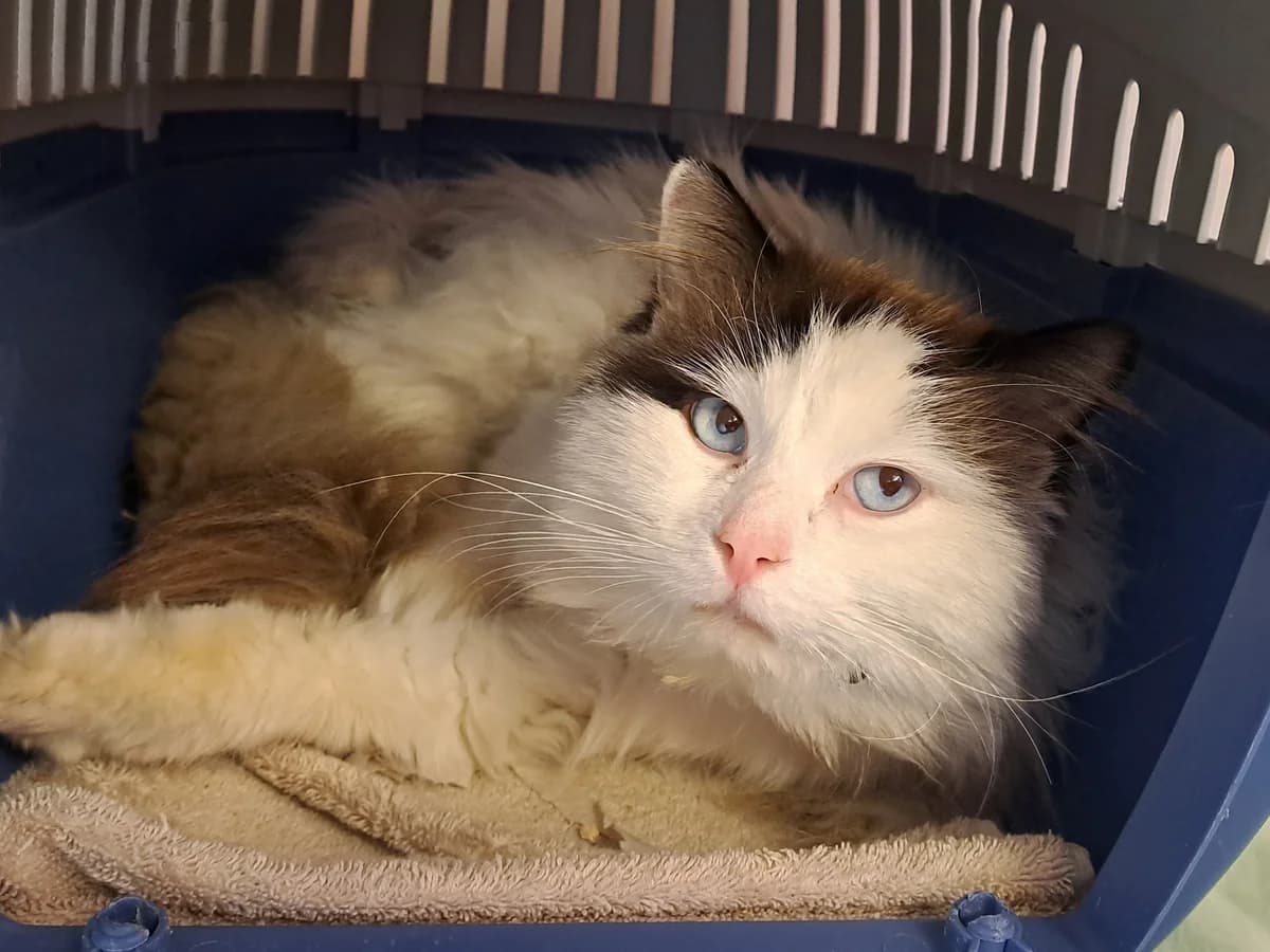Dorian, male 4yo mixed breed for adoption at Tierschutzverein Backnang