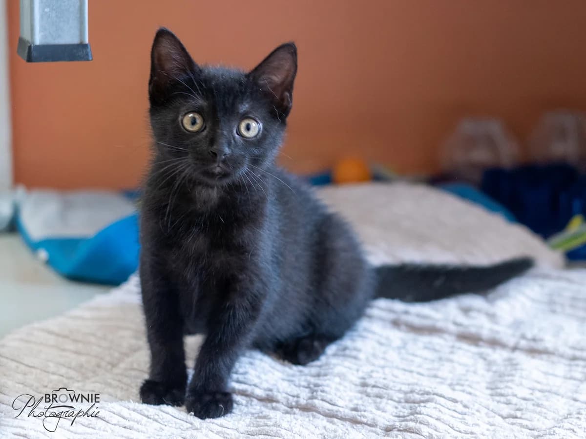 Effie, female puppy mixed breed for adoption at Tierschutzverein Backnang