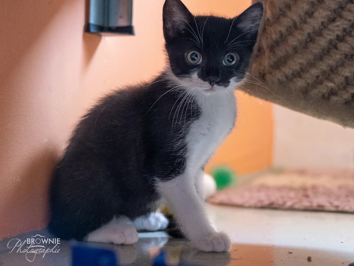 Elimar, male puppy mixed breed for adoption at Tierschutzverein Backnang