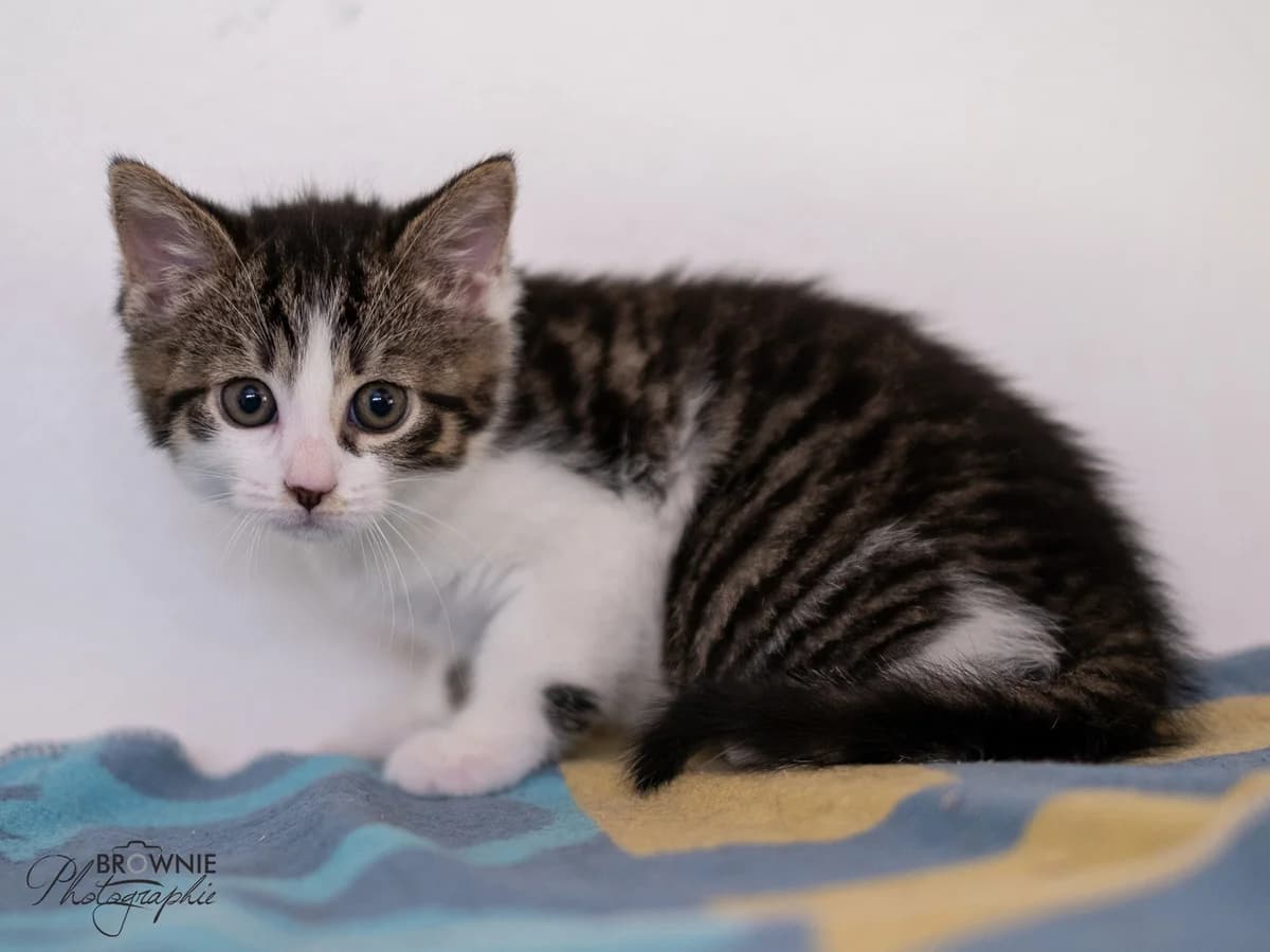Iba, female puppy mixed breed for adoption at Tierschutzverein Backnang