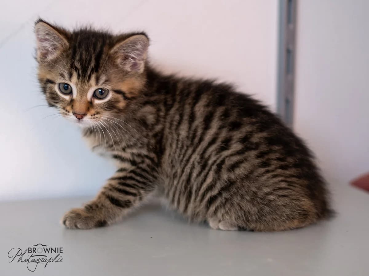 Ilary, female puppy mixed breed for adoption at Tierschutzverein Backnang