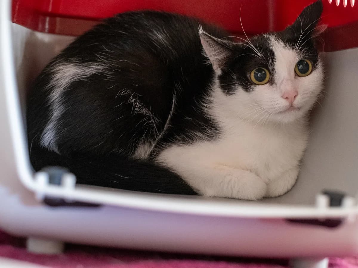 Batman, female young mixed breed for adoption at Tierschutzverein Backnang
