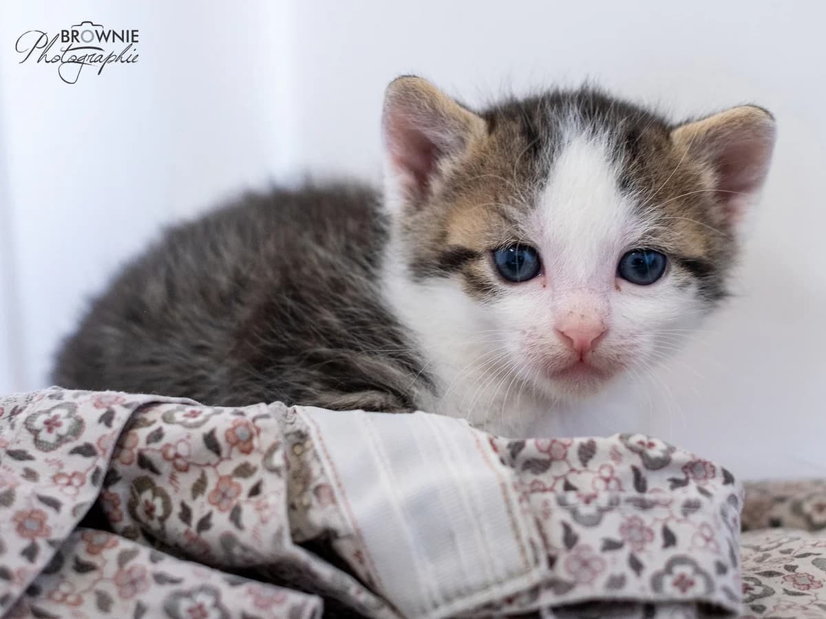 Leland, male mixed breed for adoption at Tierschutzverein Backnang