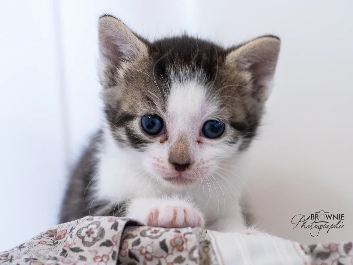 Leana, female mixed breed for adoption at Tierschutzverein Backnang